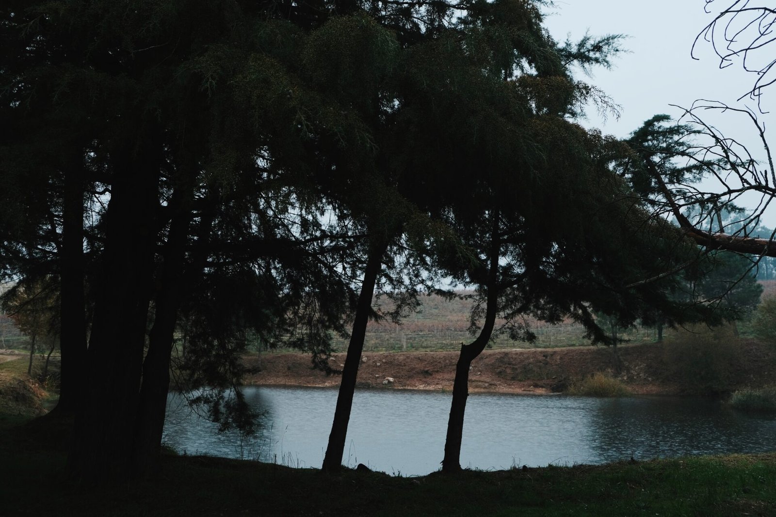 The Mushroom Edit 2025 Quinta da Taboadella