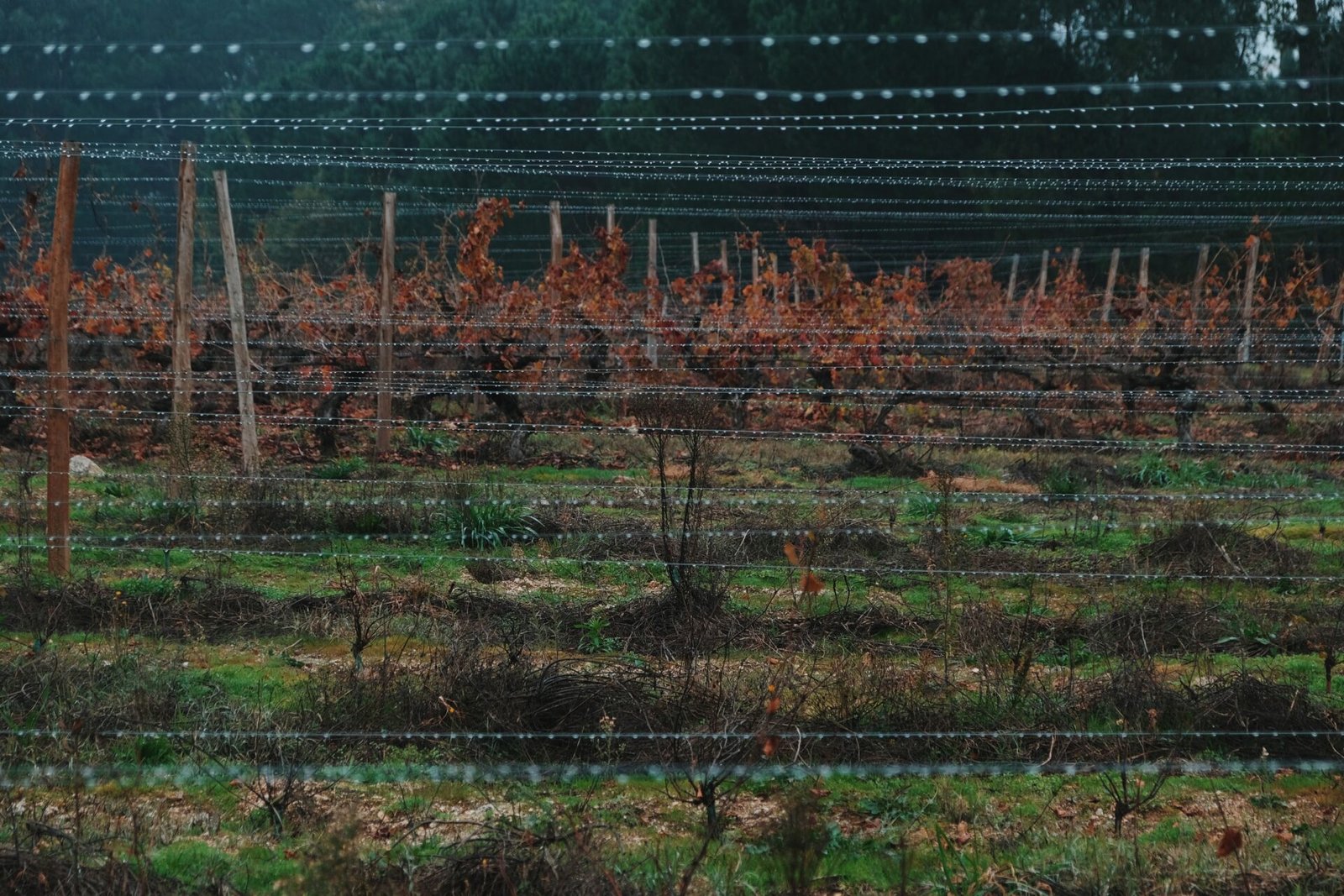 The Mushroom Edit 2025 Quinta da Taboadella