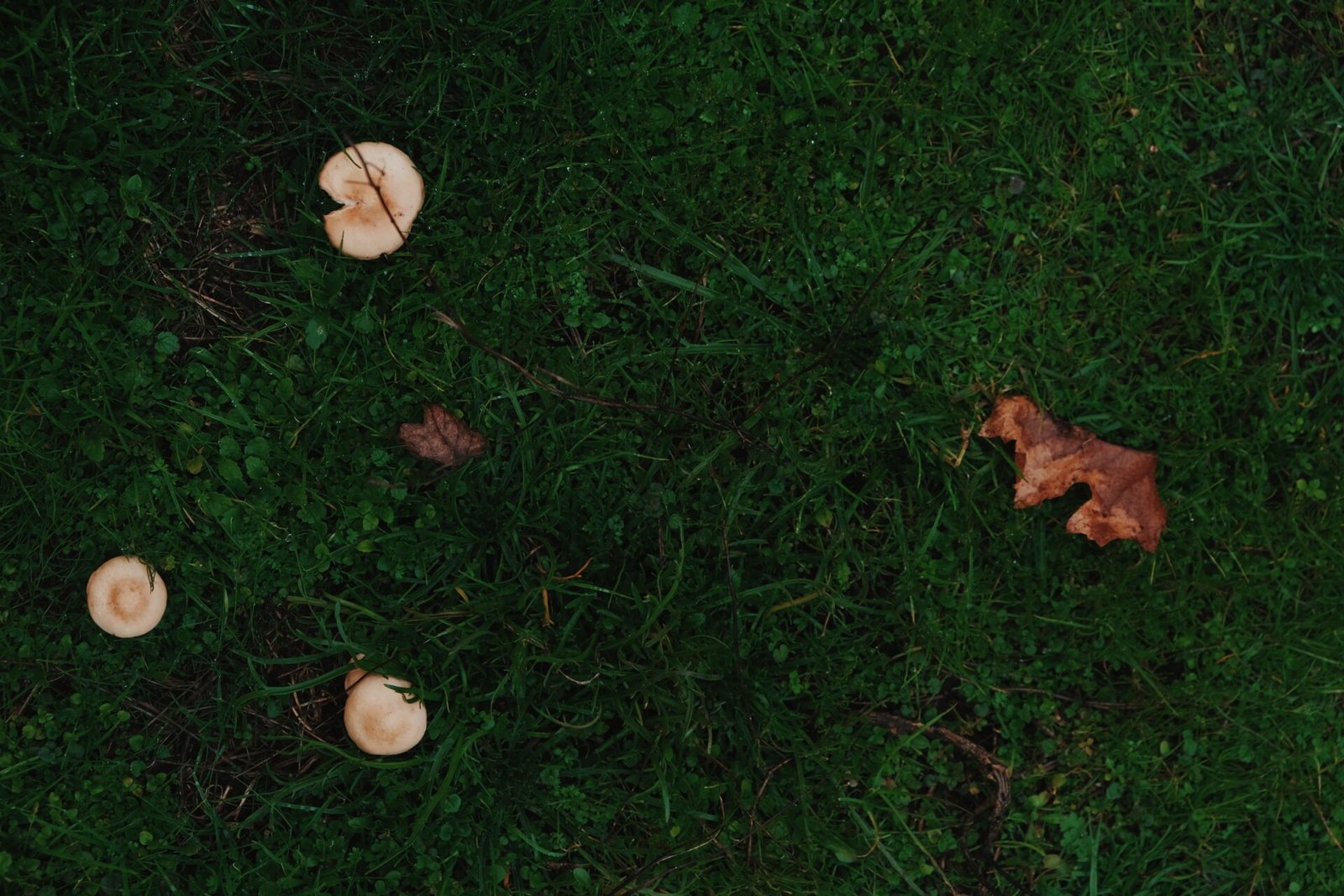 The Mushroom Edit 2025 Quinta da Taboadella