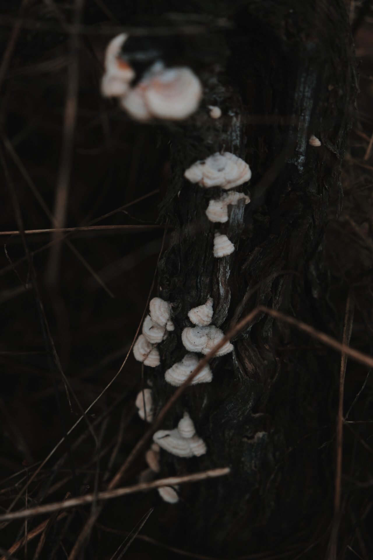 The Mushroom Edit 2025 Quinta da Taboadella