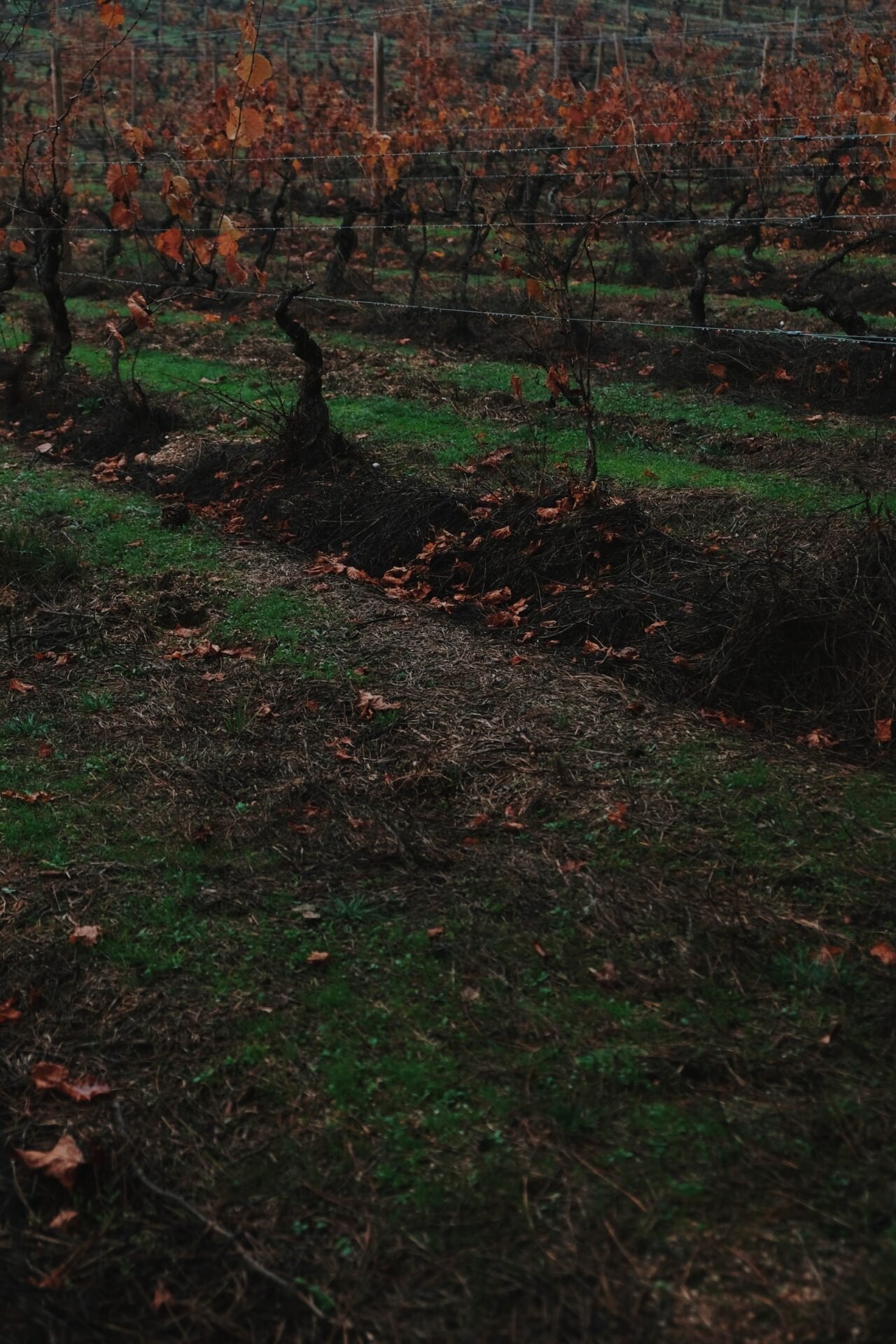 The Mushroom Edit 2025 Quinta da Taboadella