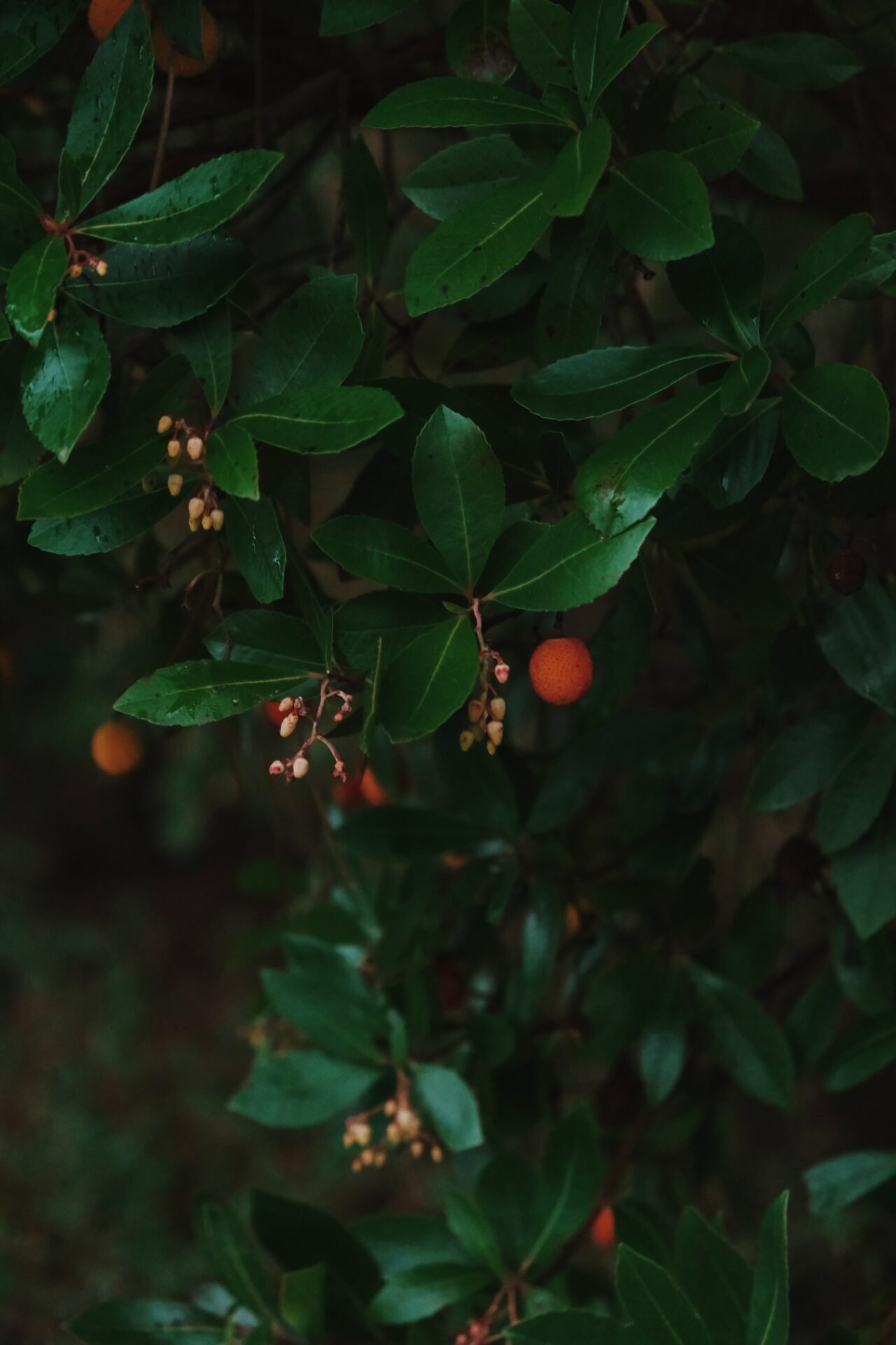 The Mushroom Edit 2025 Quinta da Taboadella